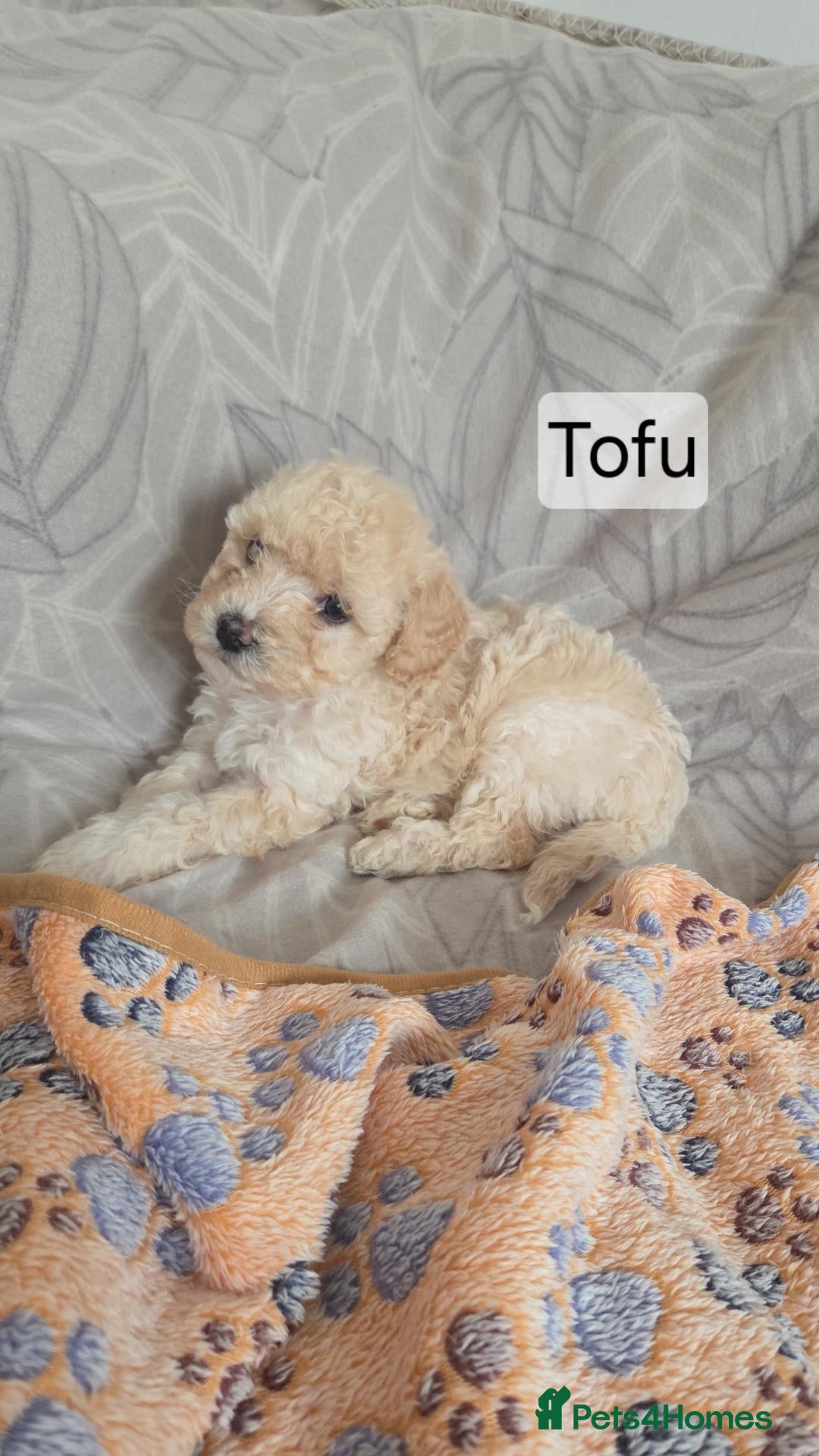 Mixed Breed dogs Beautiful cavachon x cockapoo puppies for sale - Advert 1