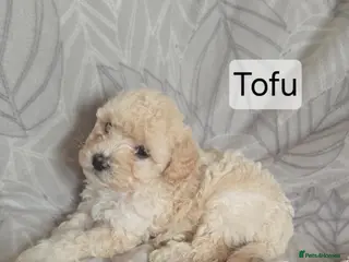 Mixed Breed dogs Beautiful cavachon x cockapoo puppies for sale - Advert 1