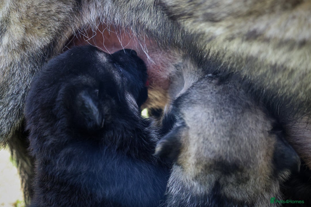 German Shepherd dogs for sale: ❤️KC HEALTH TESTED PARENTS ❤️ - Image 8