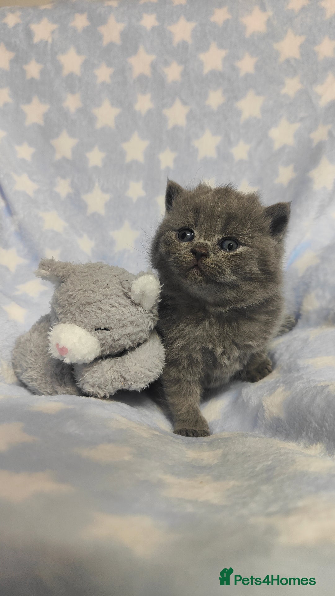 British Shorthair cats for sale: GCCF REGISTERED CHUNKY BRITISH SHORTHAIR KITTENS - Advert 6