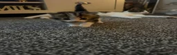 Mixed Breed cats for sale: 5 gorgeous kittens ready now!  - Advert 15