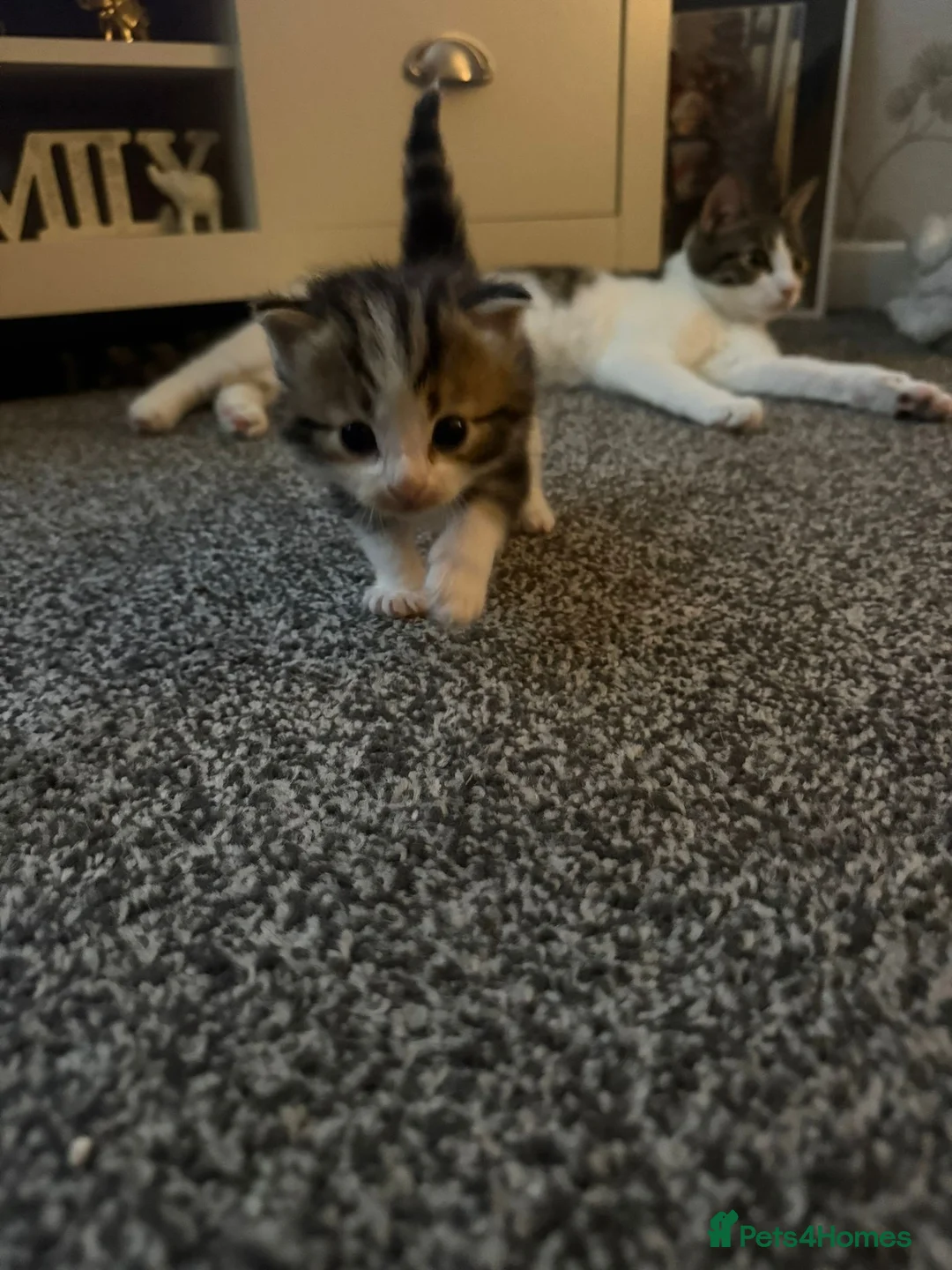 Mixed Breed cats for sale: 5 gorgeous kittens ready now!  - Advert 15