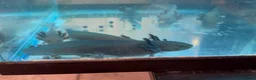 Axolotl reptiles for sale: Juvenile Wild Type & Melanistic Axolotls  - Advert 1