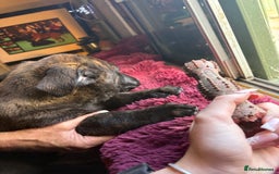 Mixed Breed dogs for sale: Dutch herder x German Shepherd pups - Image 17