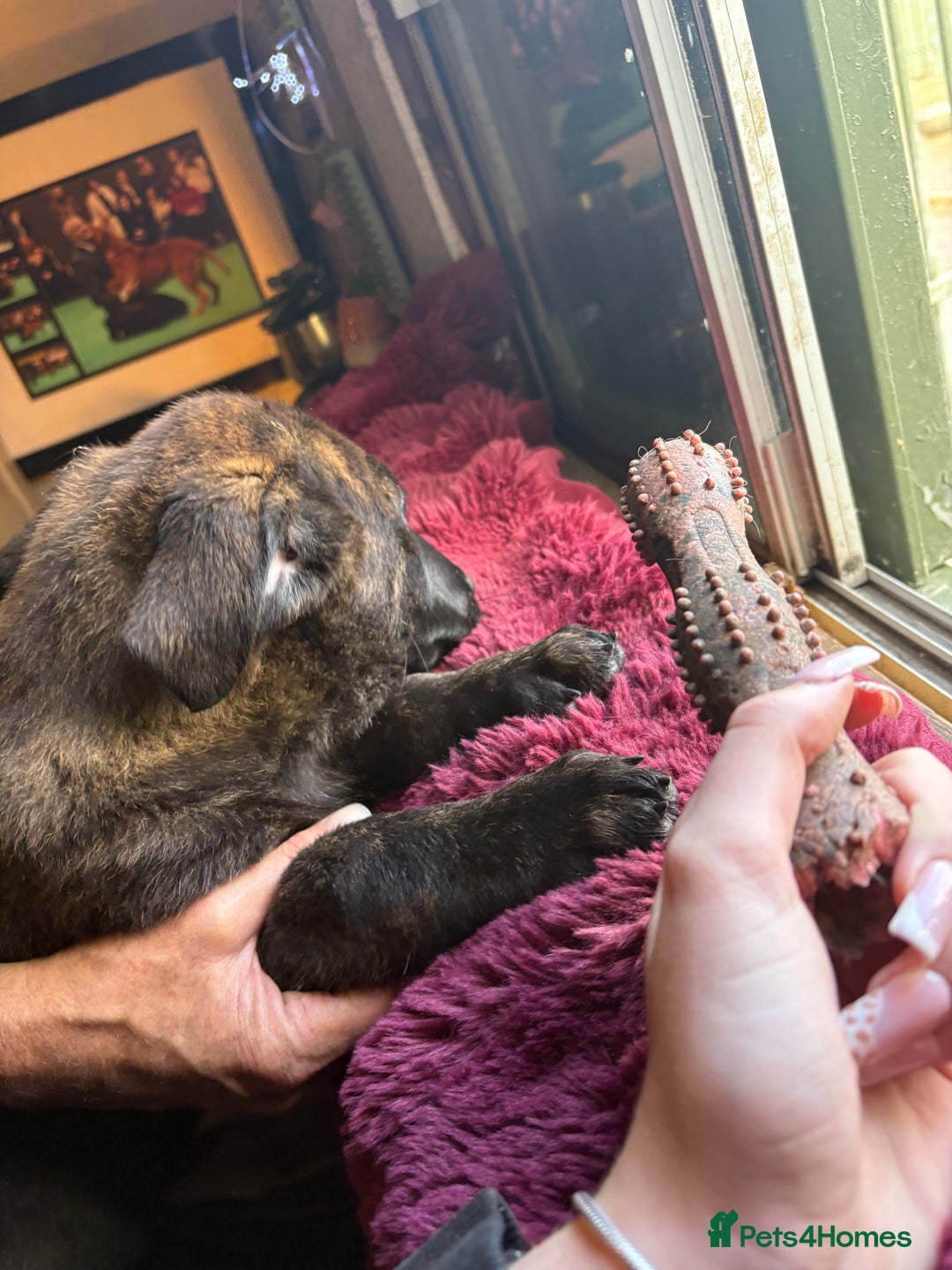 Mixed Breed dogs for sale: Dutch herder x German Shepherd pups - Image 17