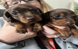 Miniature Dachshund dogs for sale: Miniature Daschunds  - Image 18