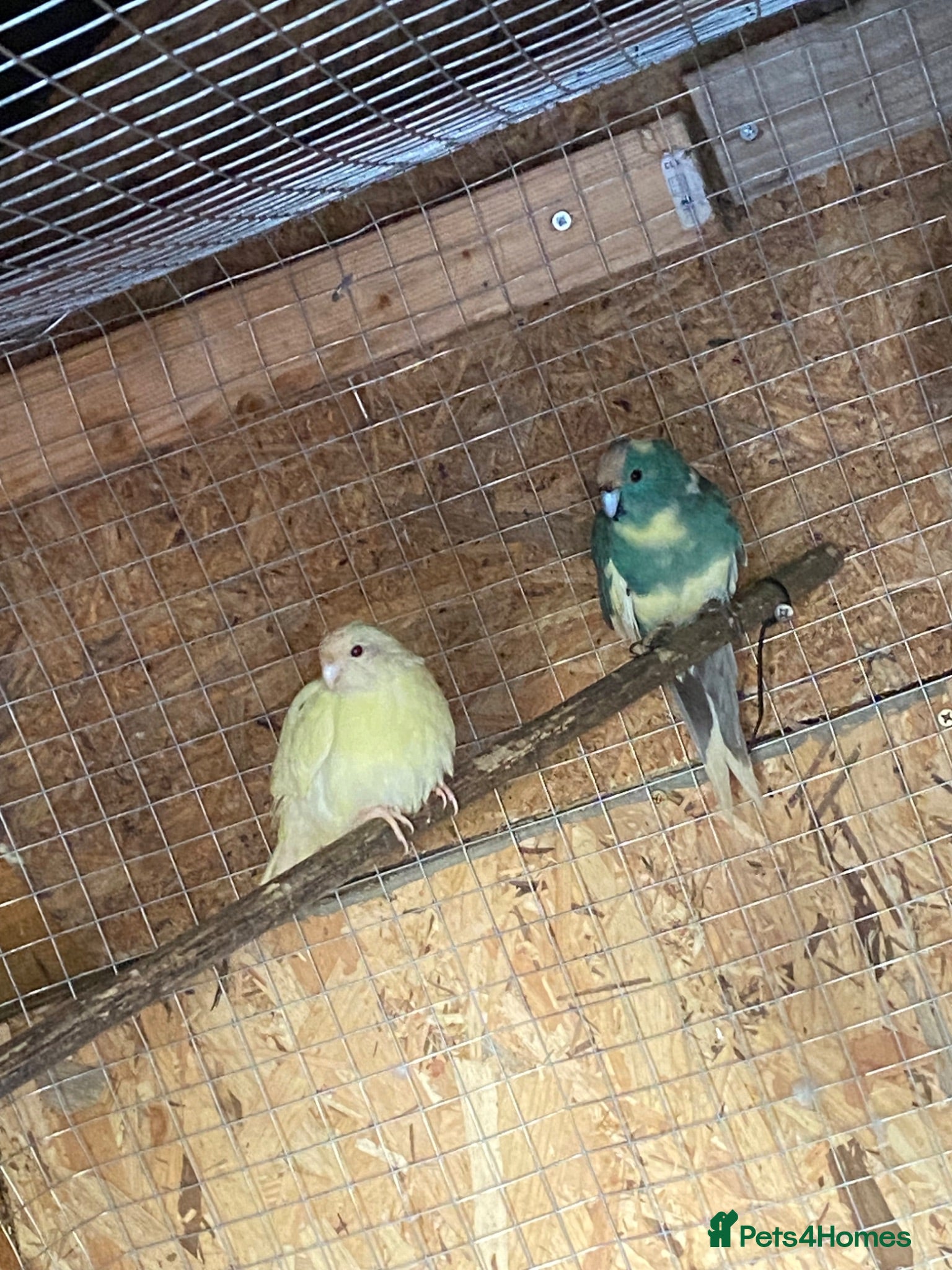 Parakeets birds Budgies Kakarikie  - Advert 2