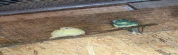 Parakeets birds for sale: Budgies Kakarikie  in Blackpool - Advert 1