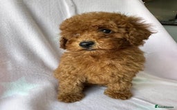 Miniature Poodle dogs for sale: Small size beautiful perfect poodle babys - Image 15