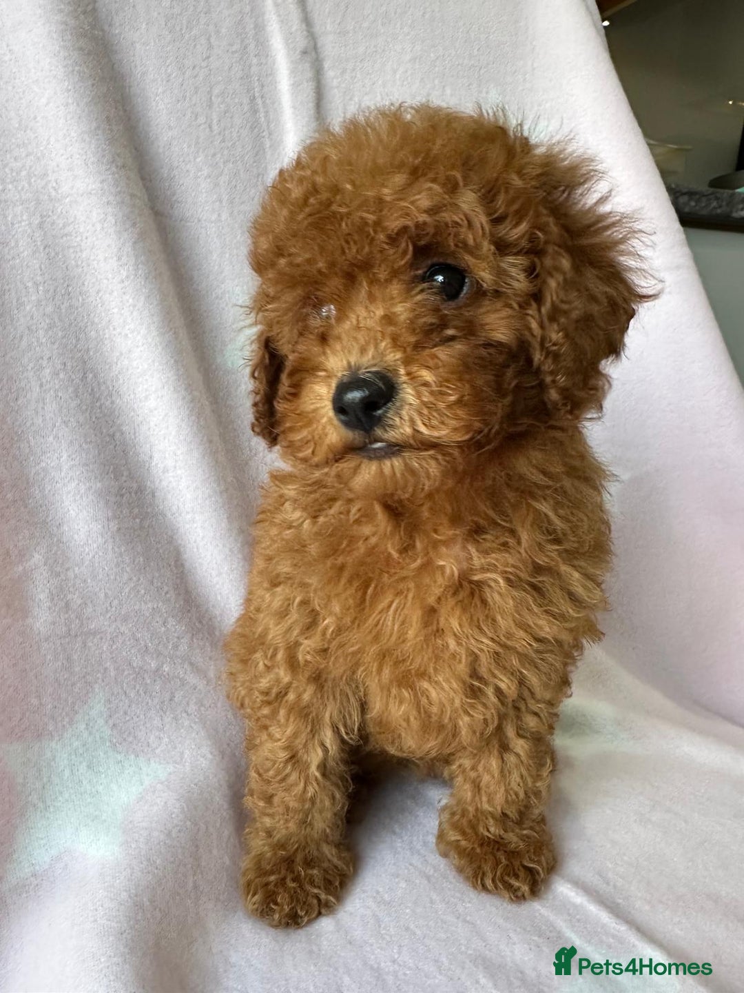 Miniature Poodle dogs for sale: Small size beautiful perfect poodle babys - Image 15