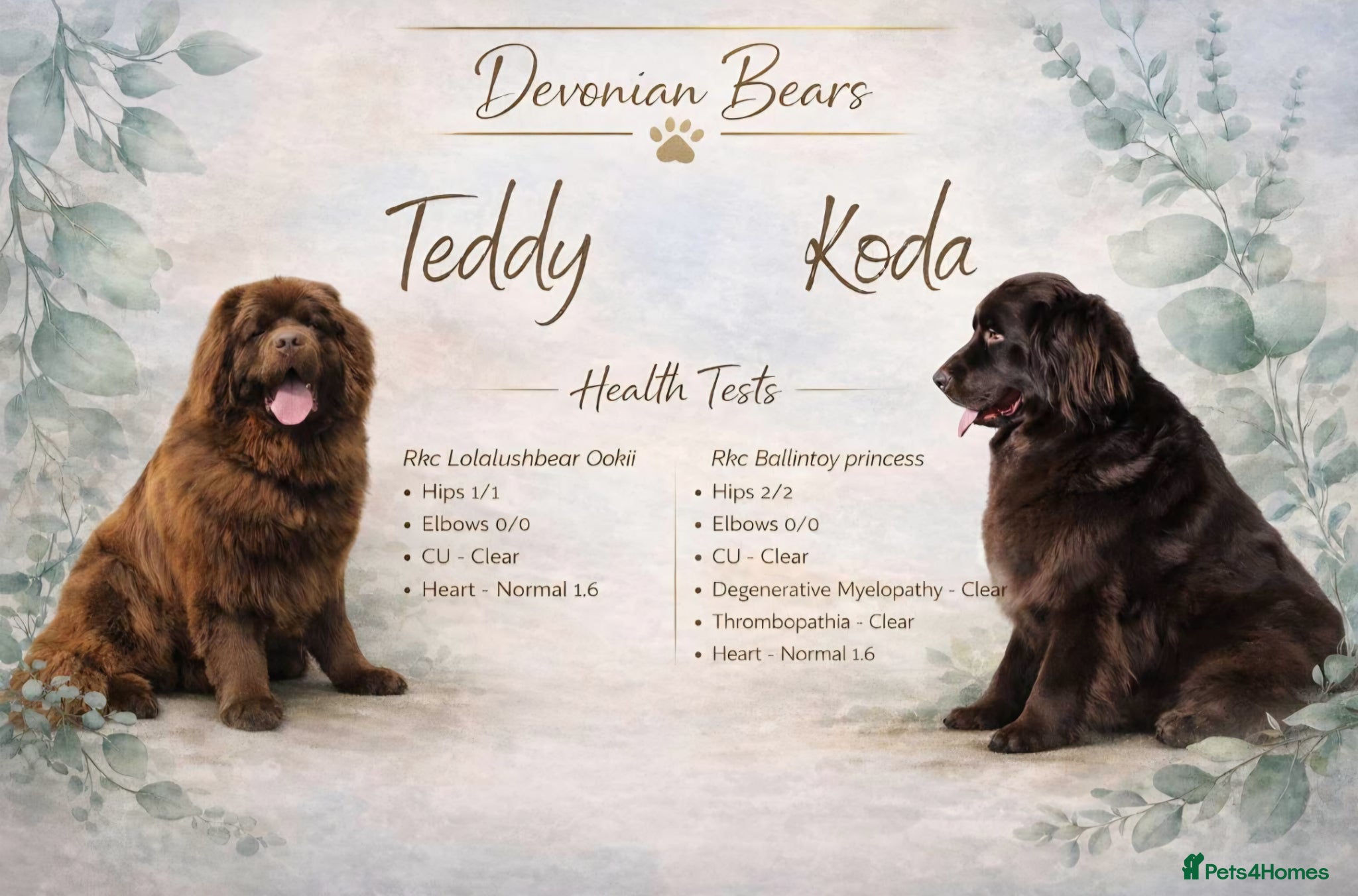 Newfoundland dogs FULLY Health tested Newfoundlands  - Advert 1