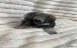Shih Tzu dogs for sale: KC Shihtzu pups  - Image 23