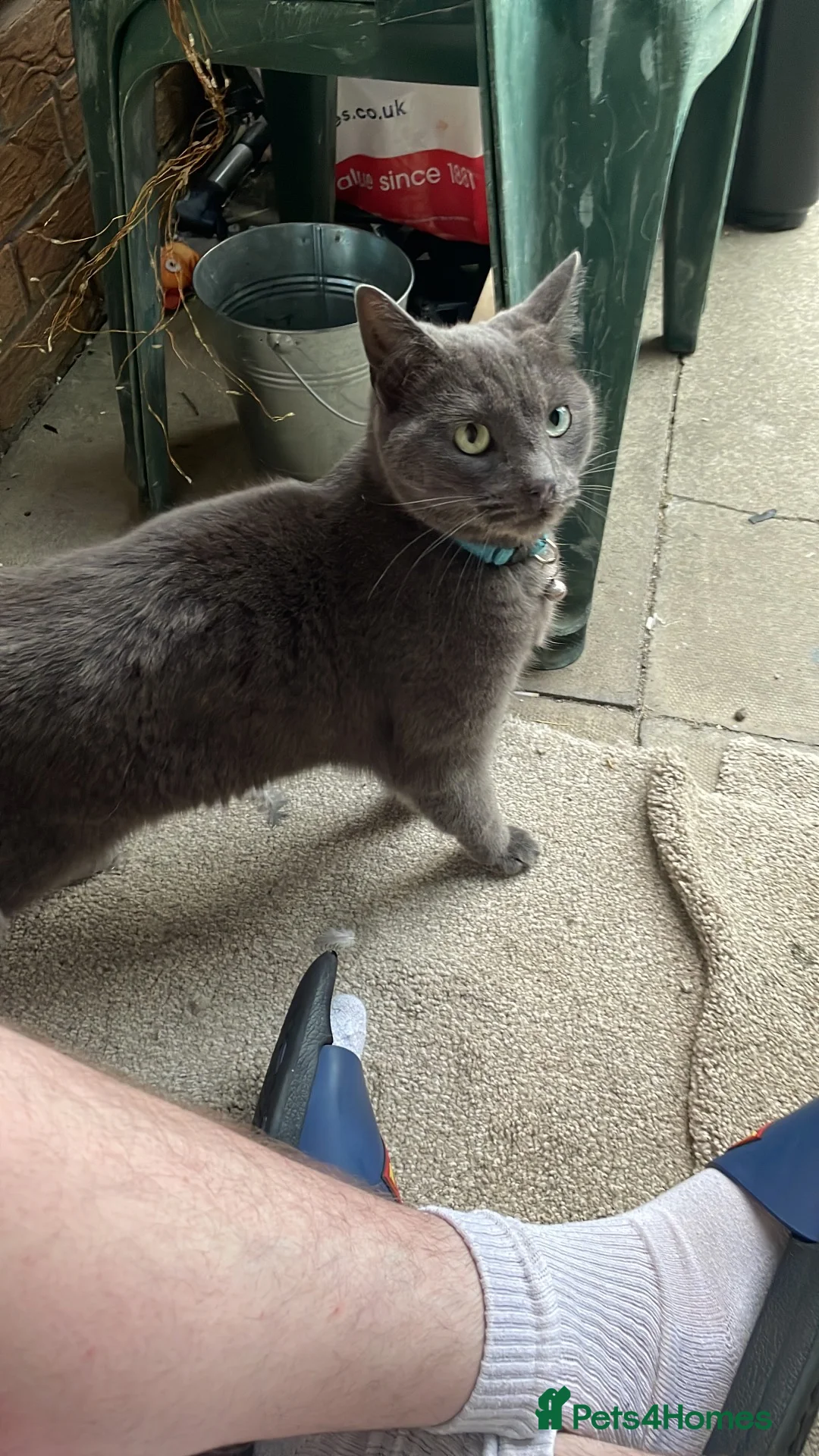 Mixed Breed cats for sale: Stormy gorgeous cat - Advert 2