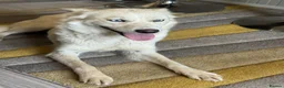 Mixed Breed dogs for adoption: Sweet Rita Needs Love  - Advert 12