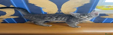 Bengal 2