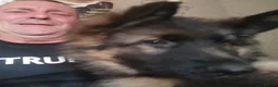 German Shepherd dogs for sale: German shepherd puppies - Advert 3