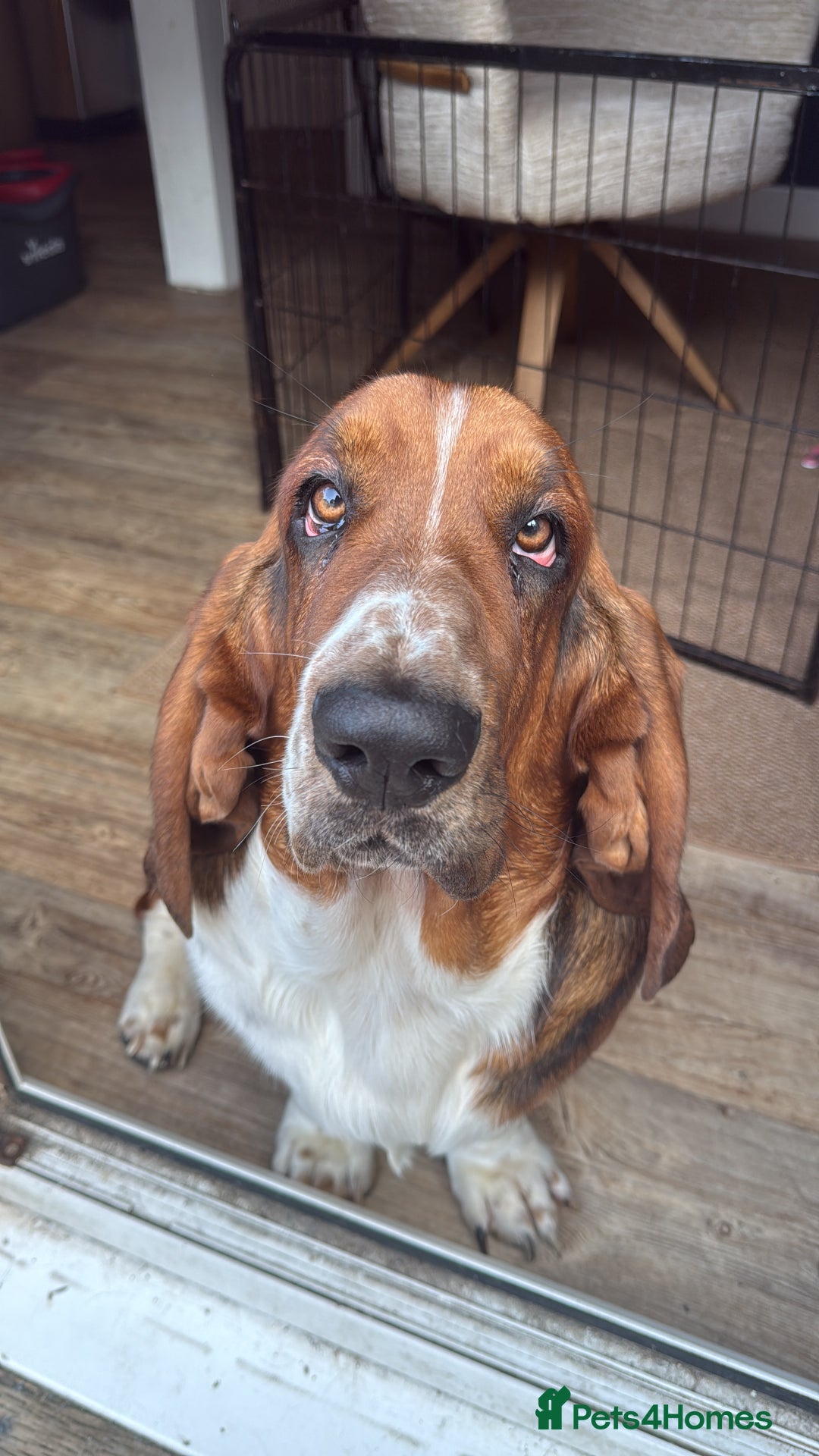 Basset Hound dogs for sale: 2 brothers need a new home :(  - Image 8