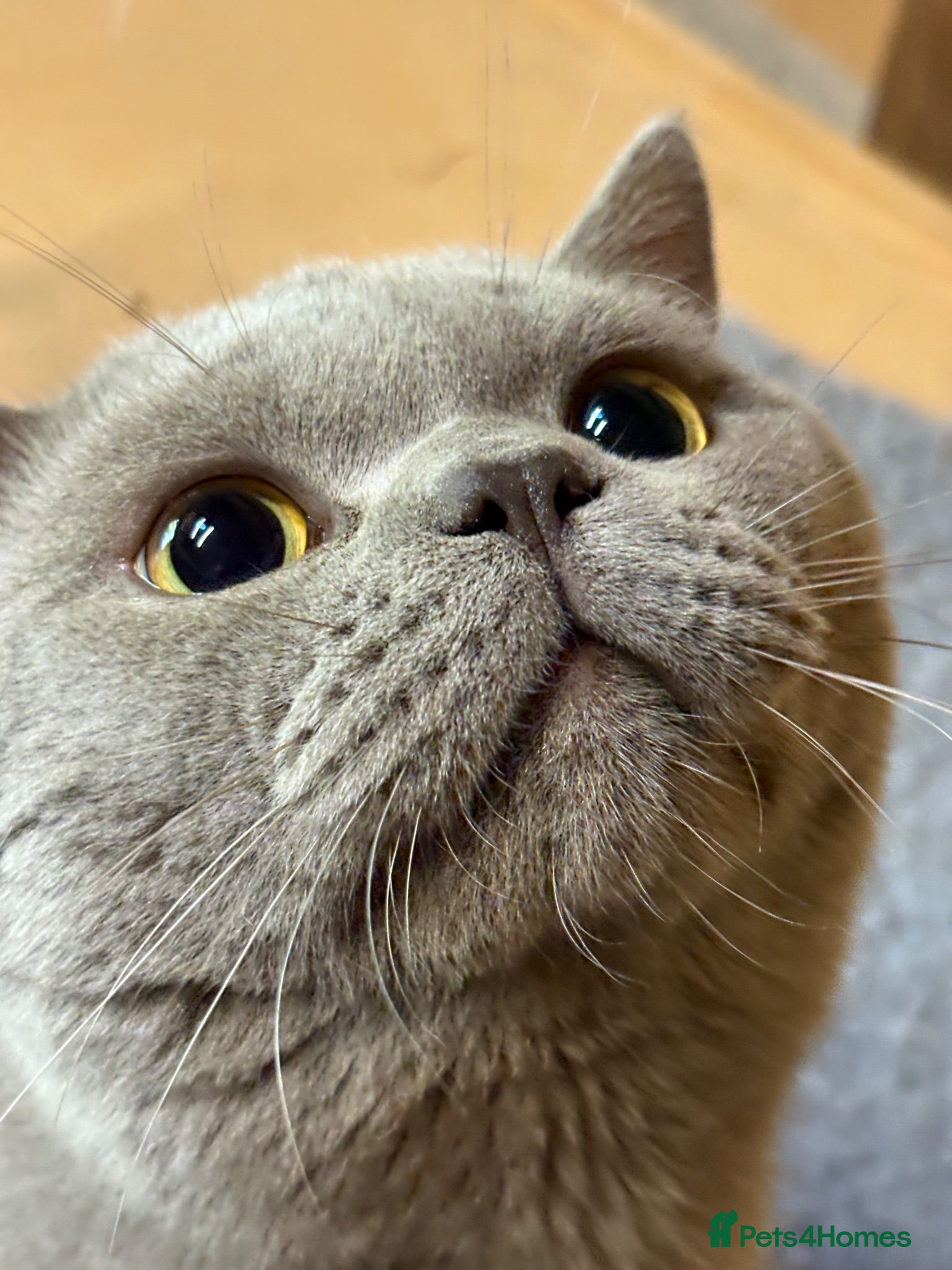 British Shorthair cats Lilac stud cat  - Advert 7