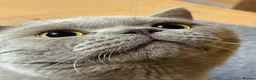 British Shorthair cats for sale: Lilac stud cat  - Advert 1