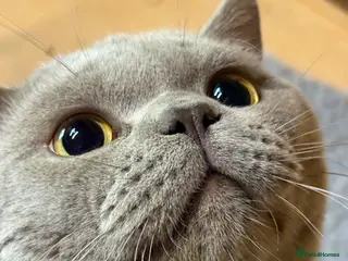 British Shorthair cats Lilac stud cat - Advert 4