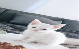 European cats for sale: Cats  - Image 5
