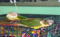Conures birds for sale: Beautiful Sweet Baby Conure  - Advert 4
