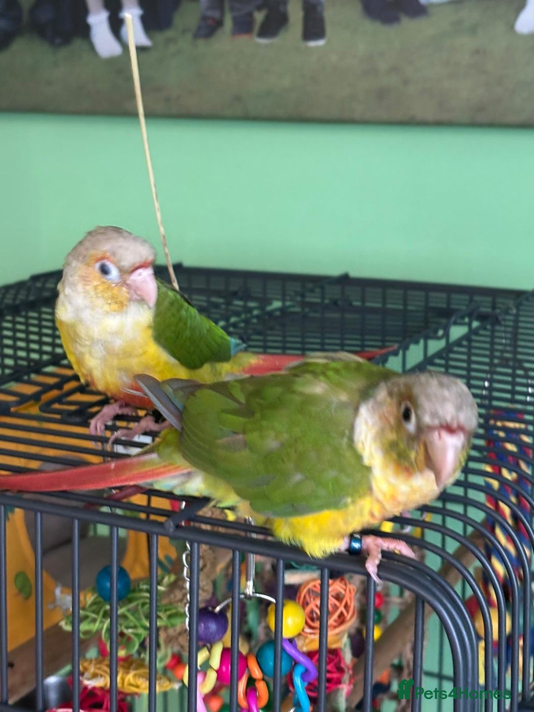 Conures birds for sale: Beautiful Sweet Baby Conure  - Advert 4