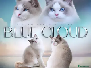 Ragdoll cats Show quality kittens ready 22nd - Advert 1