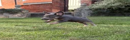 Jack Russell dogs for sale: Gorgeous miniature Jack Russell puppies ready now - Advert 3