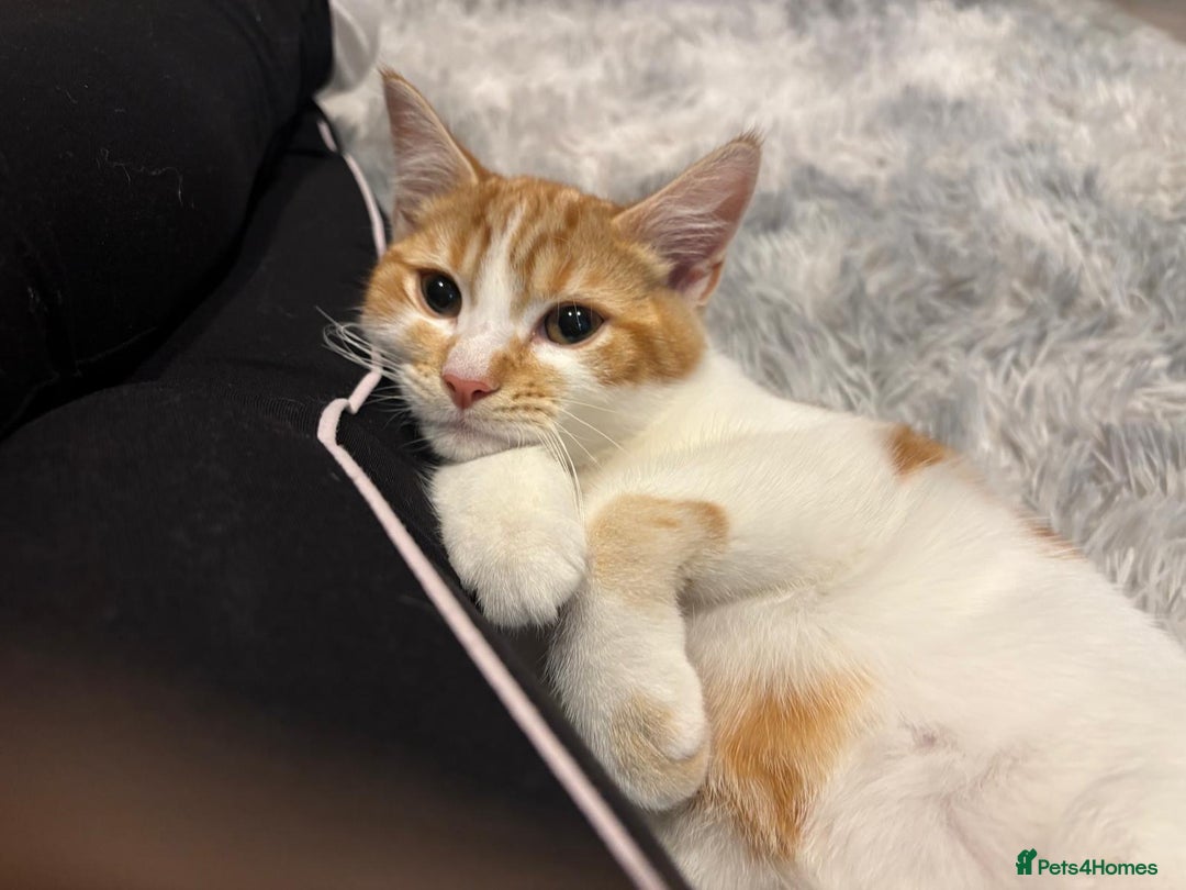 Mixed Breed cats for sale: Lovely Ginger Boy - Advert 6