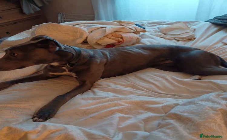 Lurcher dogs - Advert 1