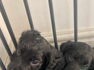 Cocker Spaniel dogs 2 working cocker puppies - Advert 1