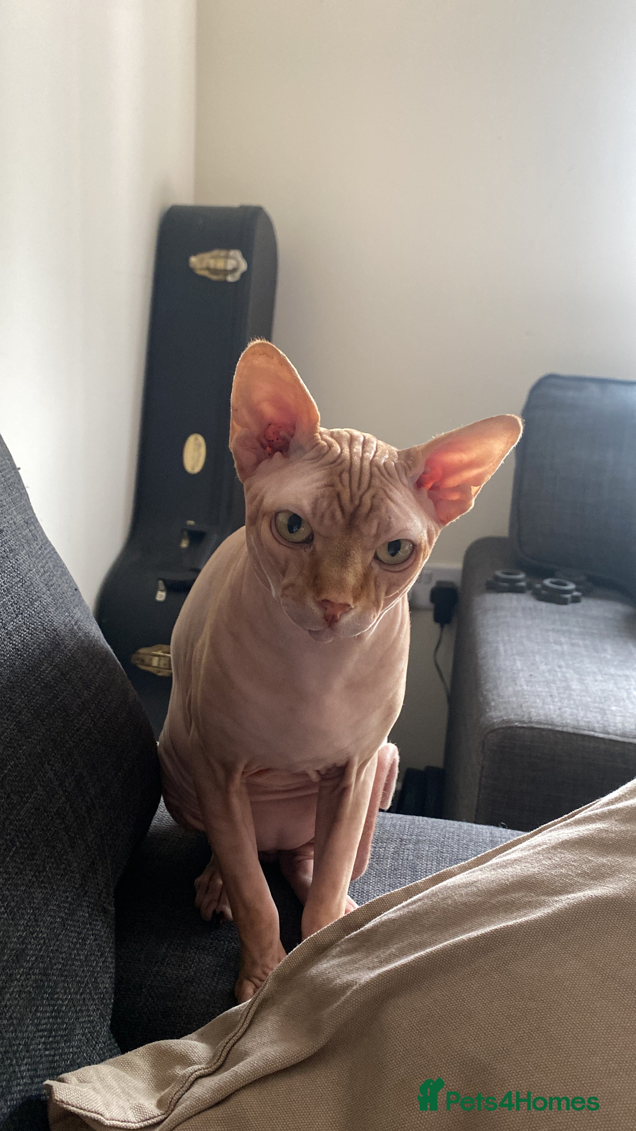 Sphynx cats Aslan  - Advert 1