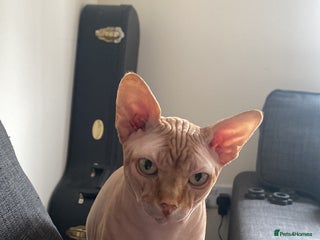 Sphynx cats Aslan - Advert 1