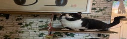 Munchkin cats for sale: Call center cat, TICA active registered munchkin - Advert 3