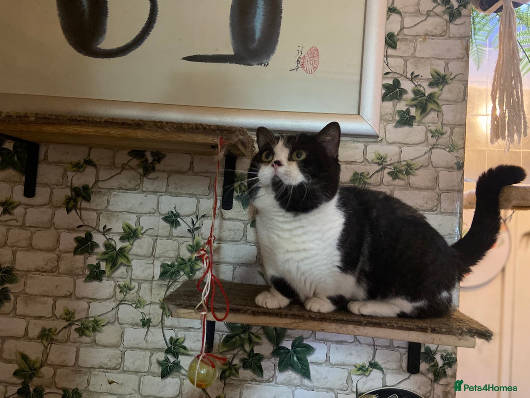 Munchkin cats for sale: Call center cat, TICA active registered munchkin - Advert 3