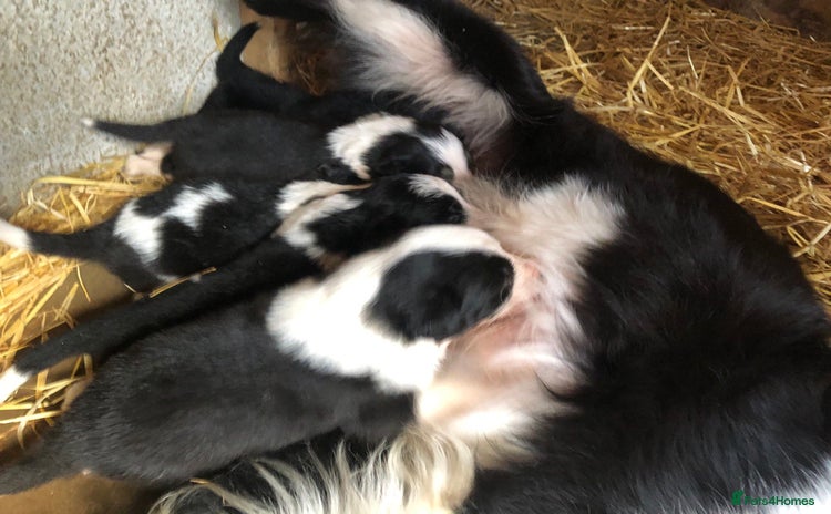Border Collie dogs - Advert 1
