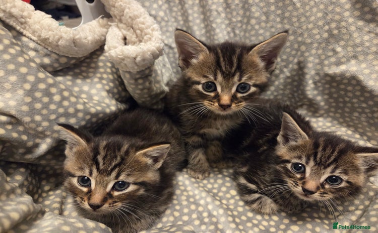 Mixed Breed cats - Advert 2