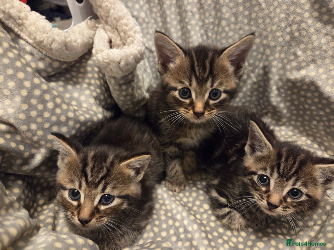Mixed Breed cats for sale: 5 Adorable Kittens Ready for New Homes! - Image 1
