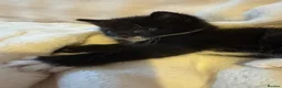 Mixed Breed cats for sale: 4 Adorable ragdoll x tuxedo kittens in Basildon - Advert 4