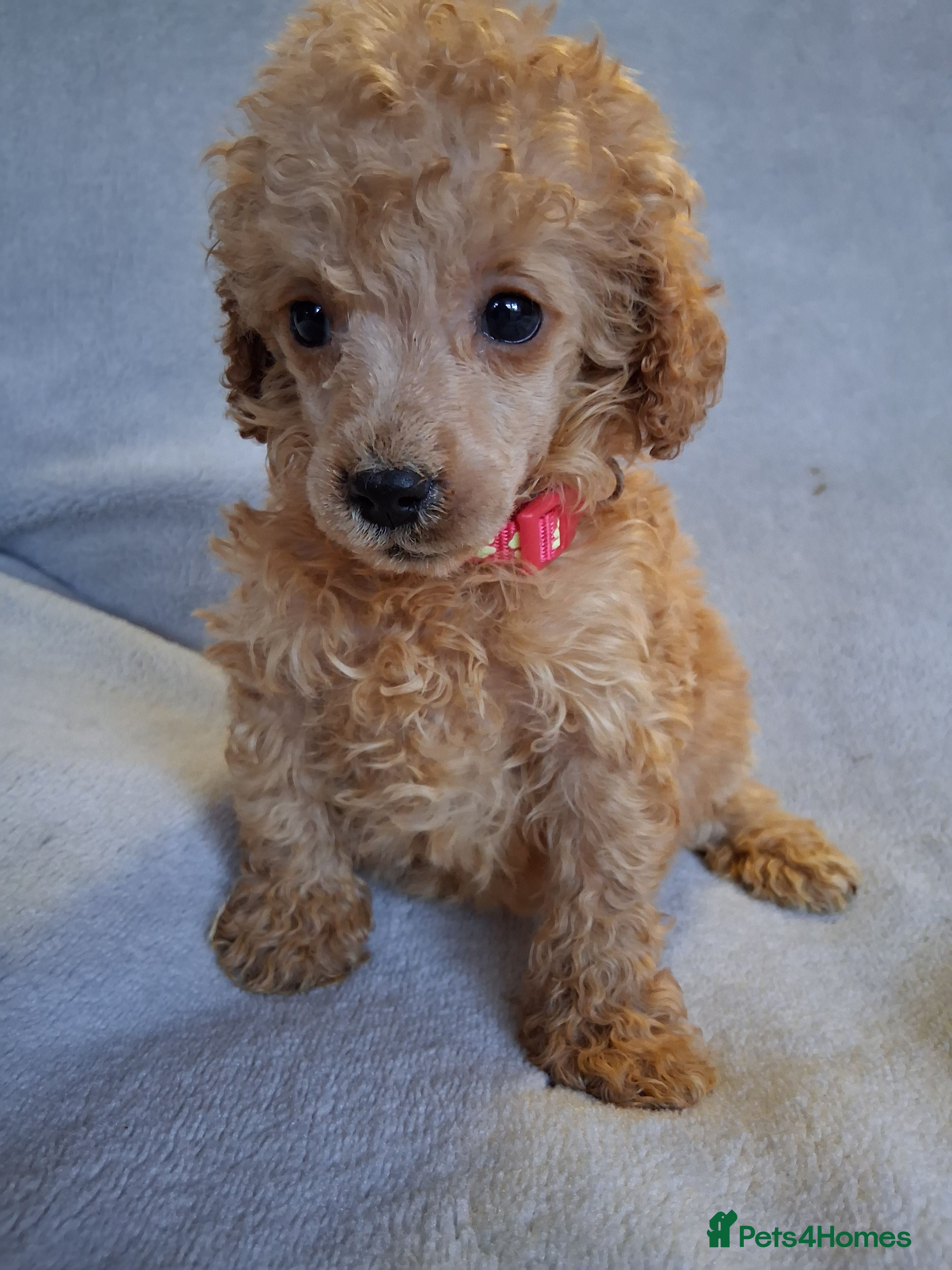Toy Poodle dogs BEAUTIFUL LITTER OF POODLES - Advert 10
