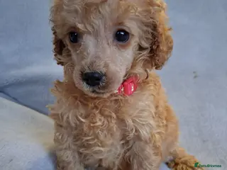 Toy Poodle dogs BEAUTIFUL LITTER OF POODLES - Advert 10