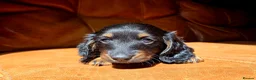 Miniature Dachshund dogs for sale: Stunning Longhaired Mini Dachshund Boys.  - Advert 10