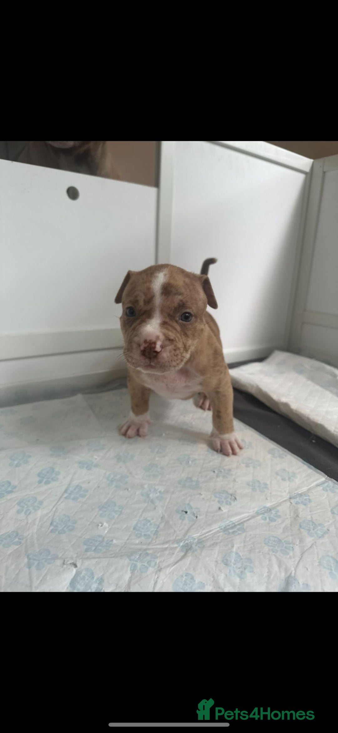 American Bully dogs for sale: Puppies American pocket bully - Image 6