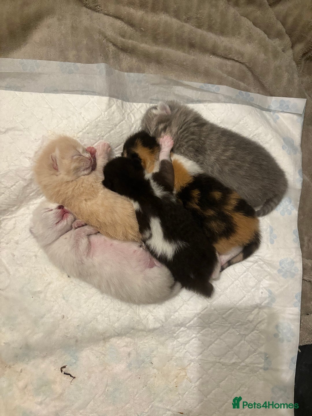Mixed Breed cats for sale: Beautiful Ragdoll x British short kittens  - Image 2