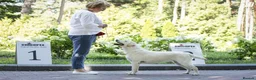 Labrador Retriever dogs for sale: Superb fully health tested fox reds  - Advert 7