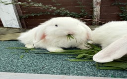 Mini Lop rabbits for sale: BEW Mini Lop Bucks for sale.  - Image 4
