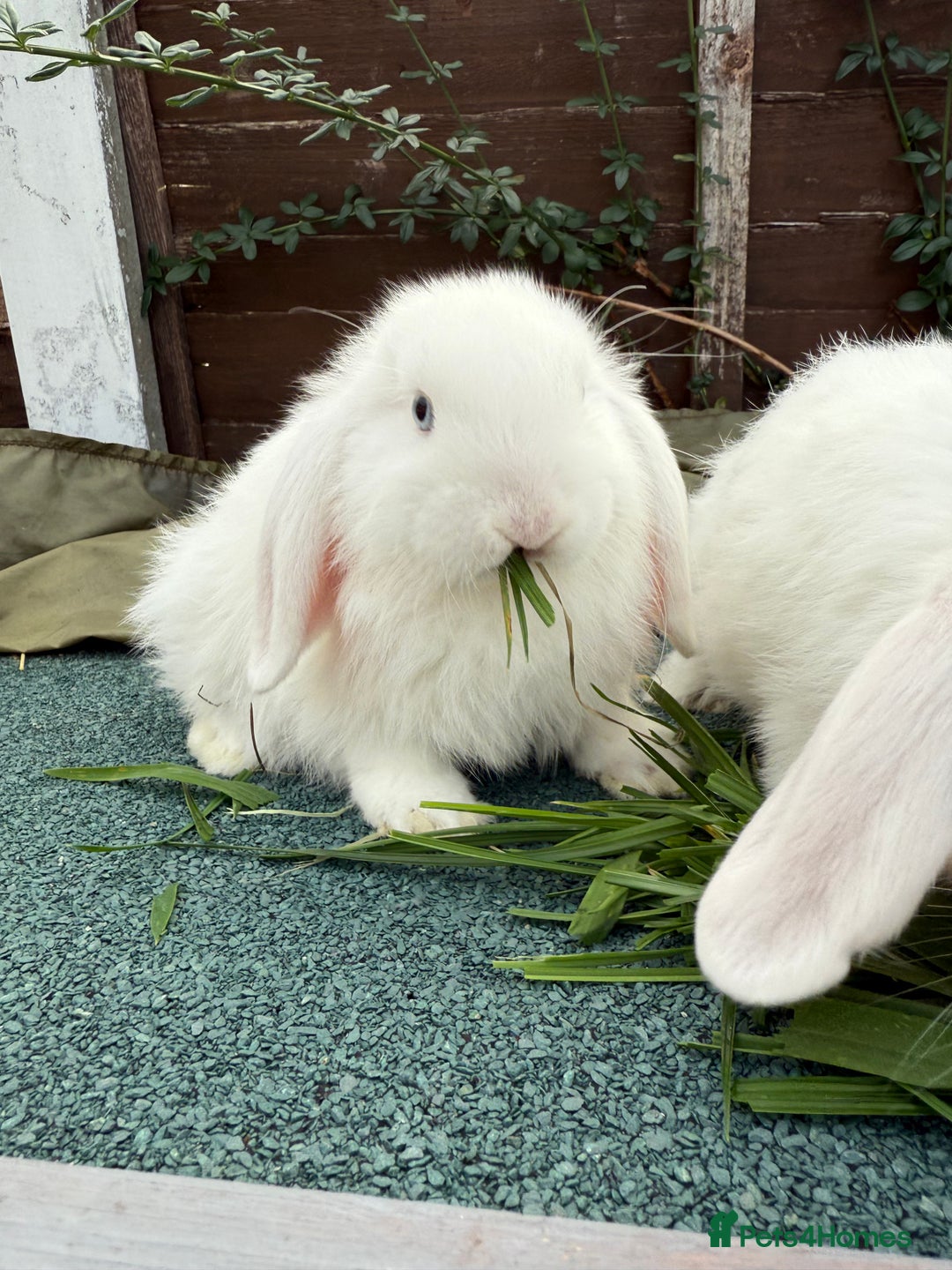 Mini Lop rabbits for sale: BEW Mini Lop Bucks for sale.  - Image 4