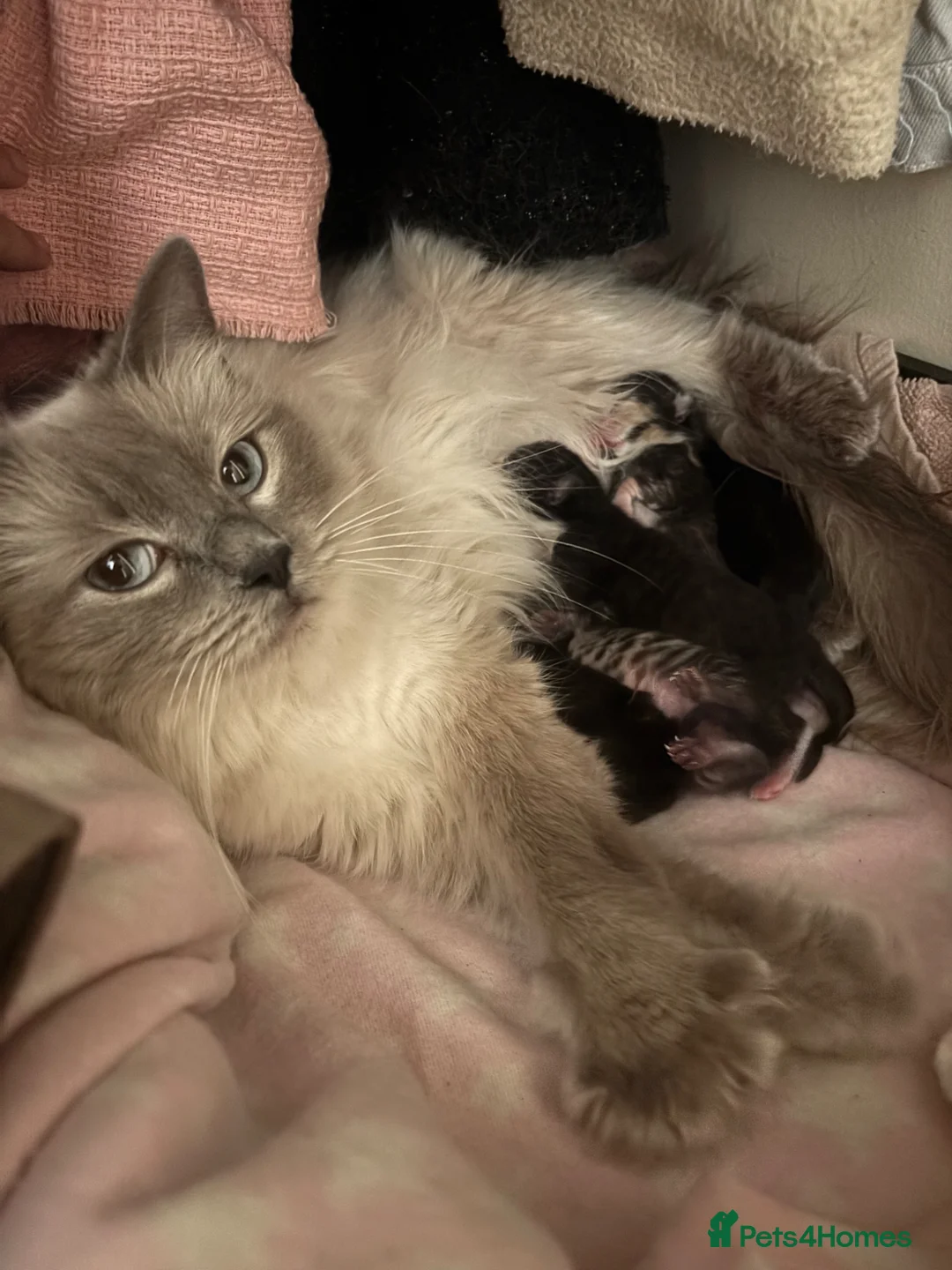 Mixed Breed cats for sale: Half ragdoll kittens  - Advert 1