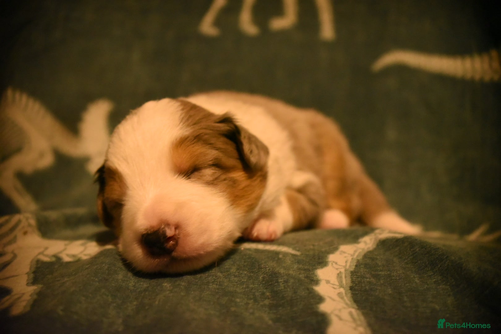 Border Collie dogs Only 4 left health tested border collies - Advert 3